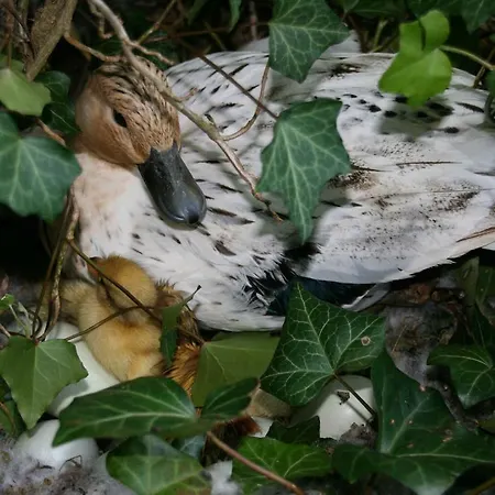 Гостевой дом Domaine Du Feyel 3*