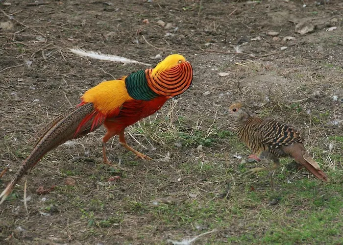 Penzion Domaine Du Feyel